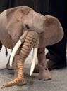 Marionette Elephant and-skull